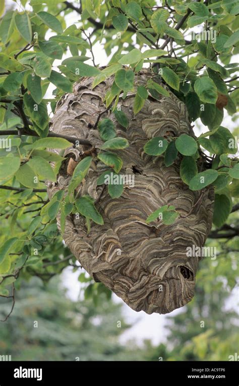 european hornet nest in tree - Denice Mccormack