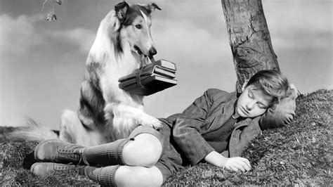 Lassie Come Home Review | Movies4Kids