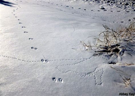 Otter Tracks In Snow