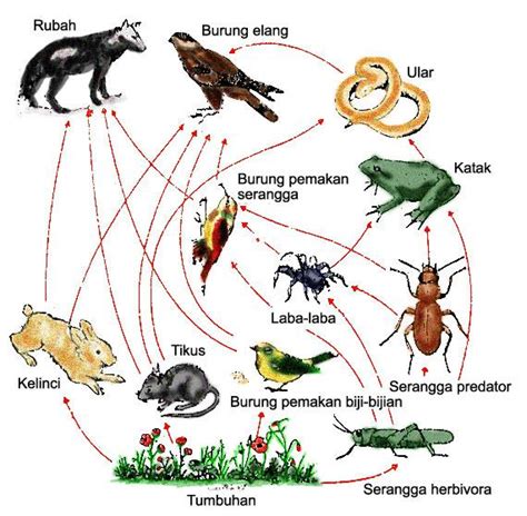 Macam-macam Interaksi antar Organisme - Echotuts