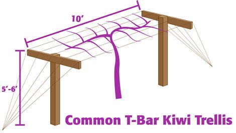 Planting and Pruning Kiwi - Organic Gardening Blog – Grow Organic