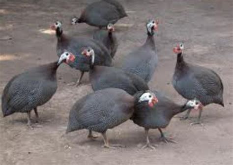 Guinea Fowl Farming Can Transform Ghana’s Rural Economy | African Eye Report