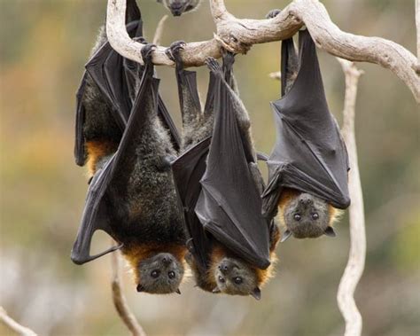 Flying Fox - Australian Wildlife Society