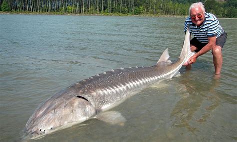 Giant White Sturgeon Fraser River