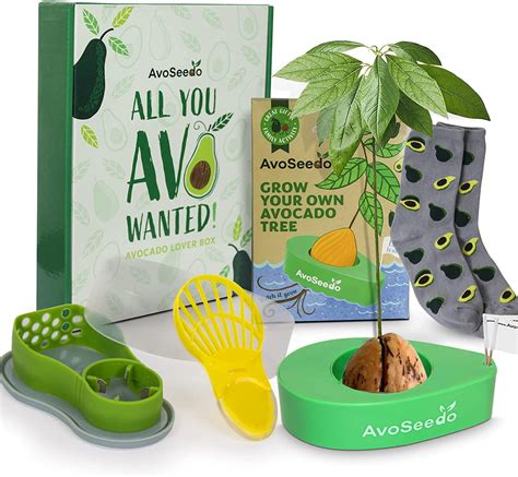 Avocado Growing Kit