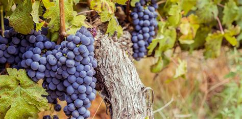 Grape Guide: Cabernet Sauvignon