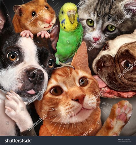 Pet Group Concept As Dogs Cats A Hamster And Budgie Gathered Together ...