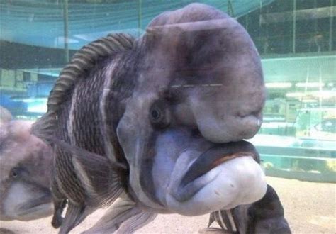 Ugliest Fish