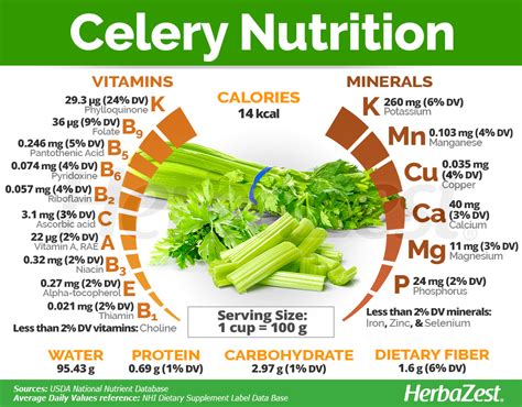 Celery | HerbaZest