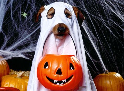 Download Funny Halloween Dog Pictures | Wallpapers.com