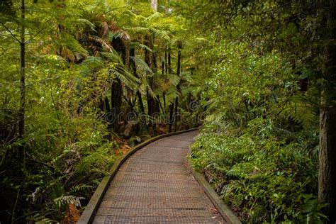 Red wood forest landscape stock image. Image of mountain - 118457699