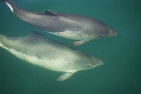 Harbour Porpoise - Animal Facts for Kids - Characteristics & Pictures