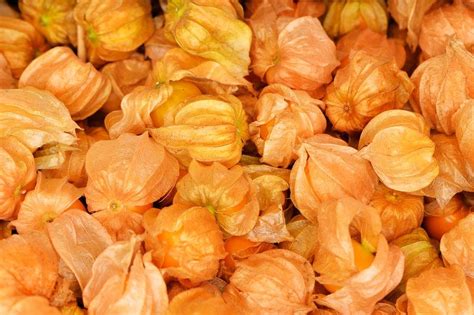 Physalis: types, growing & harvesting - Plantura