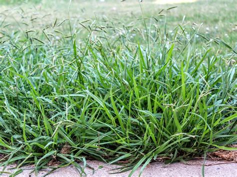 Common Zone 9 Weeds: Tips On Eradicating Weeds In Zone 9 Gardens