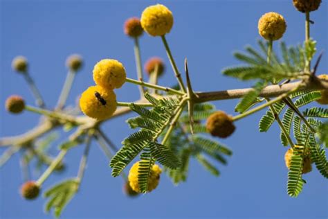 The Secrets of Acacia Flowers - Africa Freak