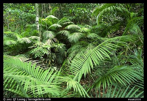 Picture/Photo: Ferns in Rainforest, Cape Tribulation. Queensland, Australia