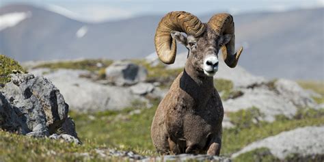 Wildlife of the Canadian Rockies | Bears, Bighorn Sheep