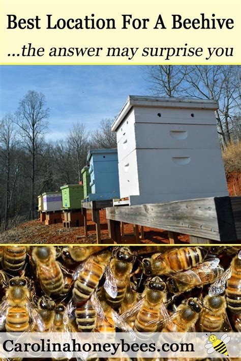 Finding the Best Location for Your Hive - Carolina Honeybees | Backyard bee, Bee keeping, Bee hive