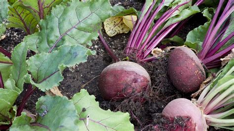 How To Grow Beetroot - Bunnings Australia