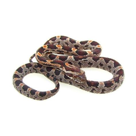 Baby corn snakes 【 ADS January 】 | Clasf