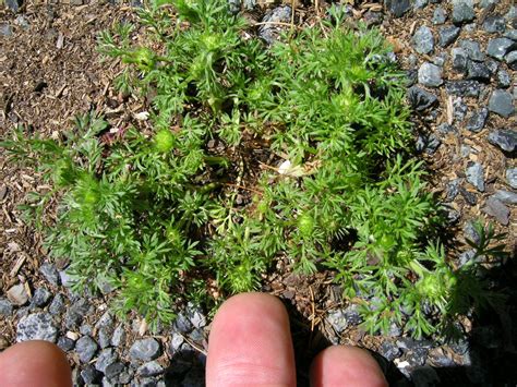 Soliva sessilis (Bindi Weed, Field Burweed, Lawn Burweed, Spurweed) | North Carolina Extension ...