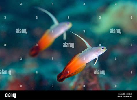 Pair of Fire Dartfish, Nemateleotris magnifica, with extended dorsal fin, Dropoff dive site ...