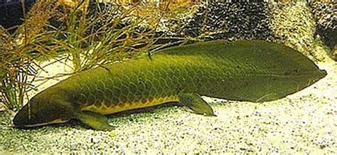 Queensland lungfish - Alchetron, The Free Social Encyclopedia