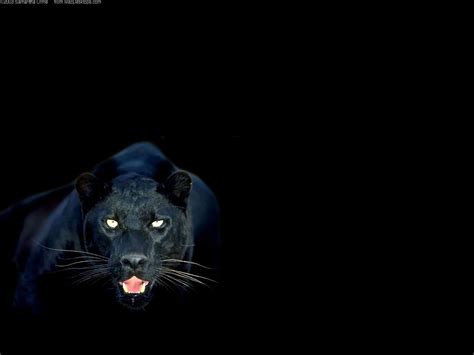 Black Panther Animal Wallpapers - Wallpaper Cave