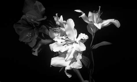 Black And White Flowers Wallpapers - Wallpaper Cave