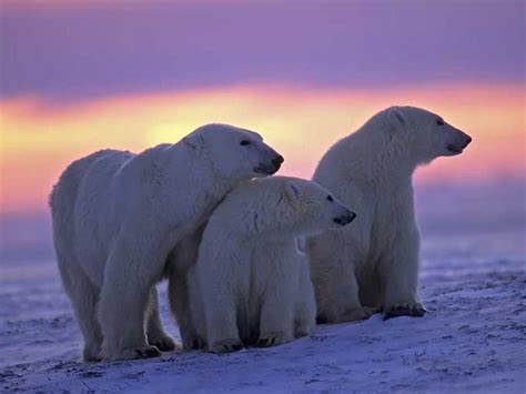 Winzig Im Speziellen Ministerium como es el oso polar spröde Wangenknochen Chip