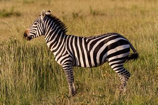 Zebra posing | Zebra posing for me in Masai Mara national pa… | Benh LIEU SONG | Flickr