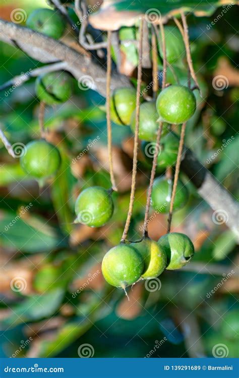 Ripe Macadamia Nuts Handing on Macadamia Tree Ready for Harvest Stock ...