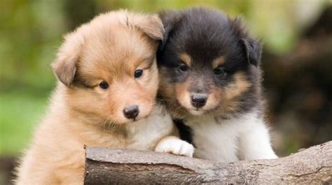 Find Sheltie Puppies in The USA | Sheltie Planet