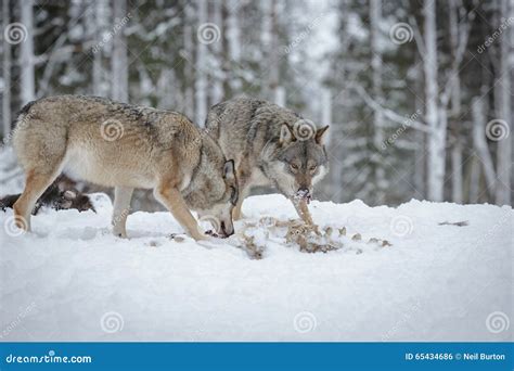 Wolves scavenging stock photo. Image of natural, snow - 65434686