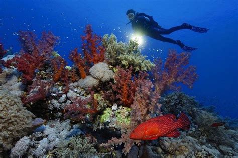 Pin on Papua New Guinea diving