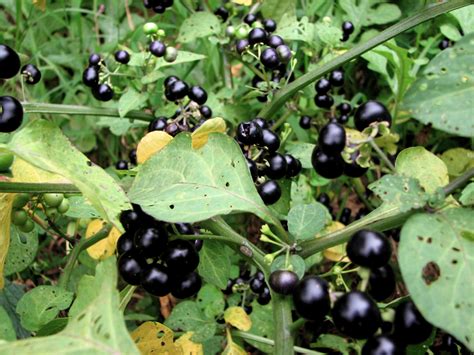 Deadly Nightshade berries (photo by Thomas Rainer) [2048x1536] : BotanicalPorn