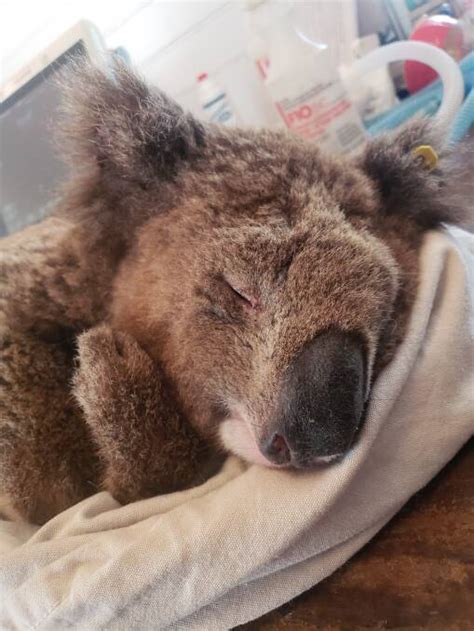 Gunnedah koalas dying in drought, heat | Namoi Valley Independent | Gunnedah, NSW