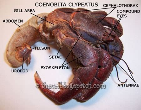 Hermit Crab Anatomy