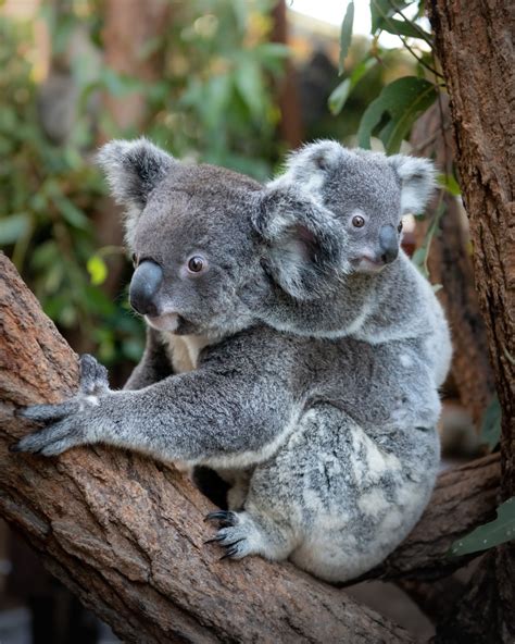 Australia Zoo Welcomes Nine New Koala Joeys | Queensland