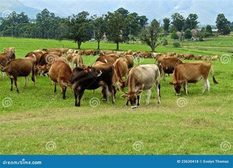 Cows grazing in pastures stock photo. Image of dairy - 23630418