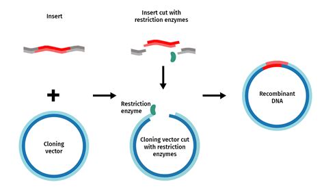 Restriction Enzyme Cloning - Snapgene