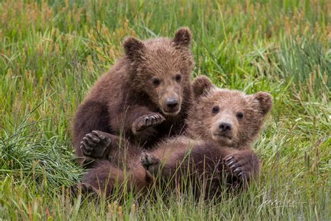 Brown Bear Cubs Photo 122 | Alaska, Lake Clark | Photos by Jess Lee