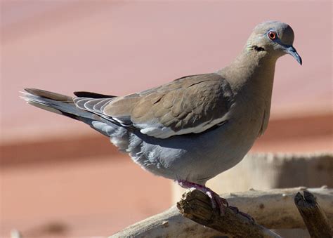 White-winged Dove | San Diego Bird Spot