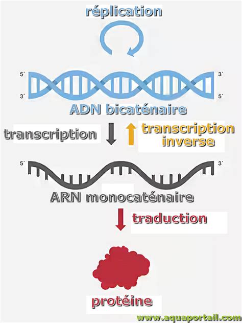 Transcriptase inverse (rétrotranscriptase) : définition et explications