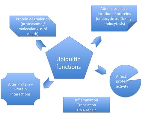 Ubiquitination — An Evolving Role in DNA Repair | IntechOpen