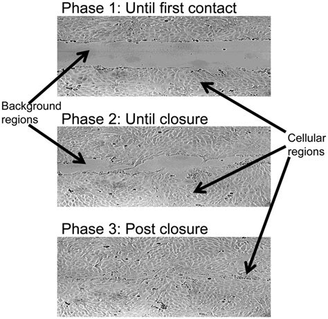 Three phases in the healing process. Phase 1: From the first frame in ...