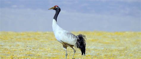 Wildlife Tours to Ladakh is one of the best tours specially for snow ...