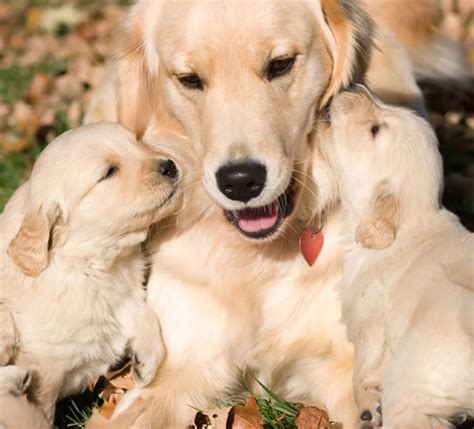 Golden Retriever Puppies Pictures - Cute and Adorable