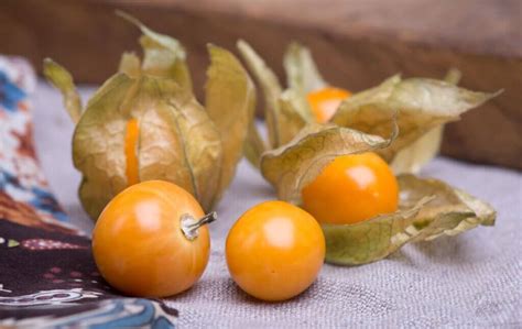 8 Impressive Physalis Fruit Benefits for Your Health - HabitPlants