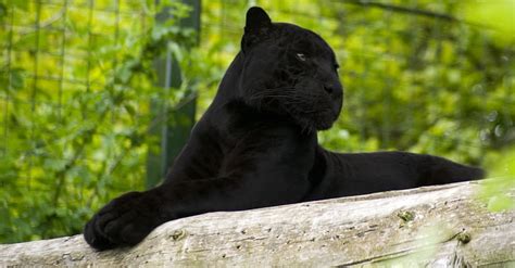 HD wallpaper: black panther, jaguar, feline, predator, zoo, one animal, animal themes ...